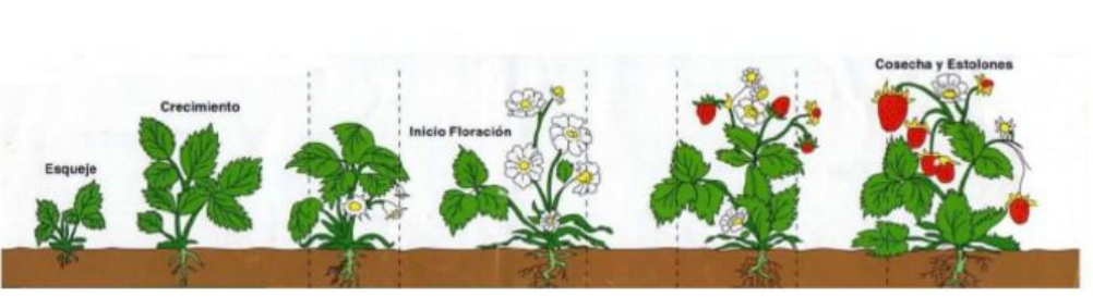 Maduixera